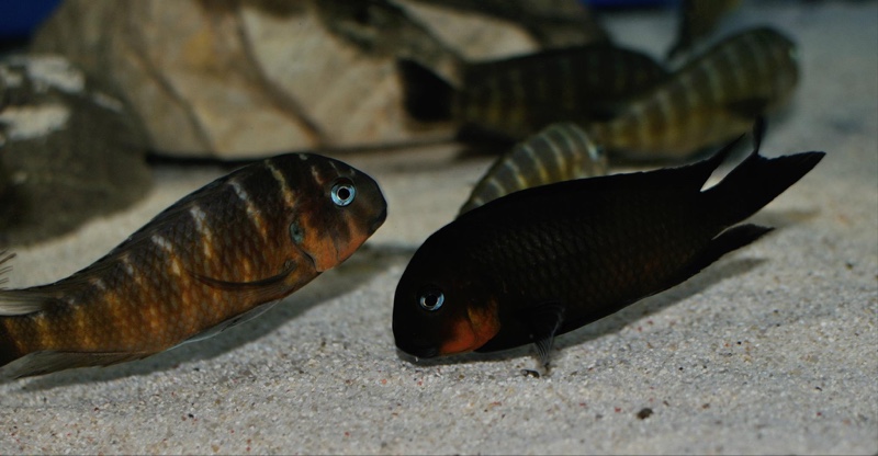 Tropheus sp. 'mpimbwe' Cape Mpimbwe (Red Cheek)